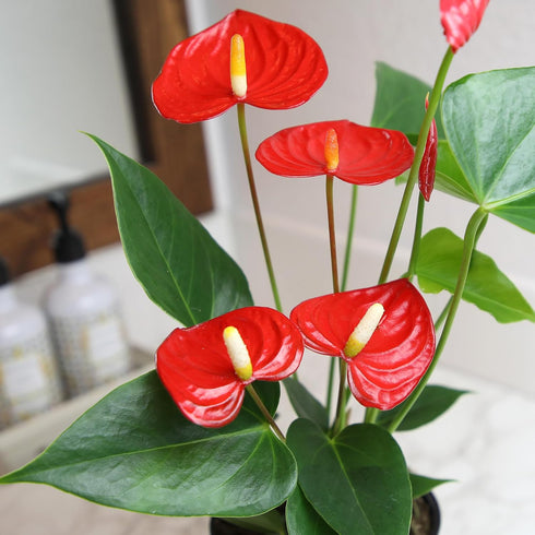 4 Inch Altman Plants Red Anthurium Live Plant Decor in White Plastic Plant Pot, Easy to Grow Desk Plant, Easy Plant