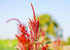 8 Food to Live Organic Amaranth Flakes, Ounces Non-GMO Pressed Amaranth Seeds, Vegan, Kosher, Bulk, High in Dietary