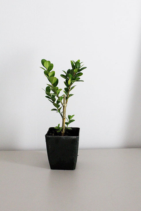 Generic 2 Bonsai Starter Plant, Japanese Boxwood Topiary, Evergreen Shade Plant, in Pot