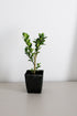 Generic 2 Bonsai Starter Plant, Japanese Boxwood Topiary, Evergreen Shade Plant, in Pot