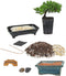 Eve's Garden, Inc Eve's Deluxe Bonsai Tree Starter Kit, Complete Do-It-Yourself Kit with 4 Year