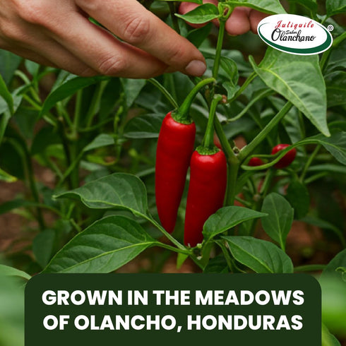16.5 Oz, 1-Pack Jutiquile Sabor Olanchano Mild Hot Sauce Aged with Jalapeo from Olancho, Rich Flavor & Vibrant Color