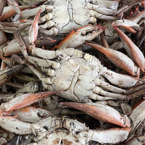 Captain Sid's Seafood Boil Blend 5G 20-30lbs 2.87lbs Captain Sids Boil Blend (Boils of Seafood & Sides)