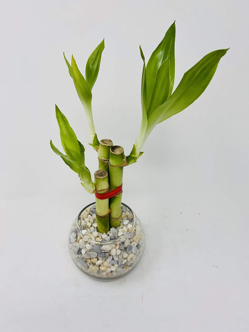 JM BAMBOO 3 Style Lucky Bamboo in Small Clear Round Vase -JMBamboo