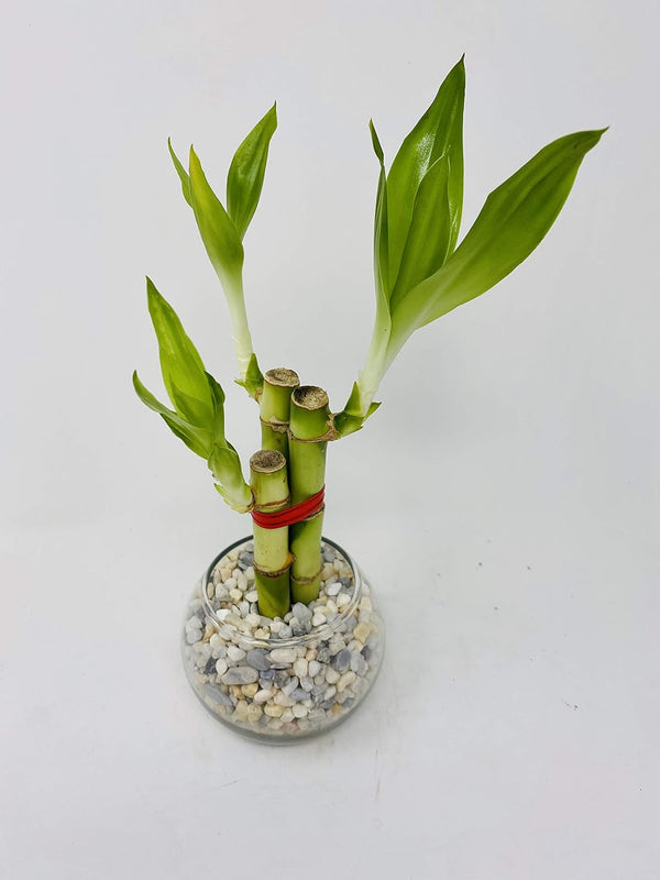 JM BAMBOO 3 Style Lucky Bamboo in Small Clear Round Vase -JMBamboo