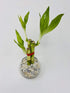 JM BAMBOO 3 Style Lucky Bamboo in Small Clear Round Vase -JMBamboo