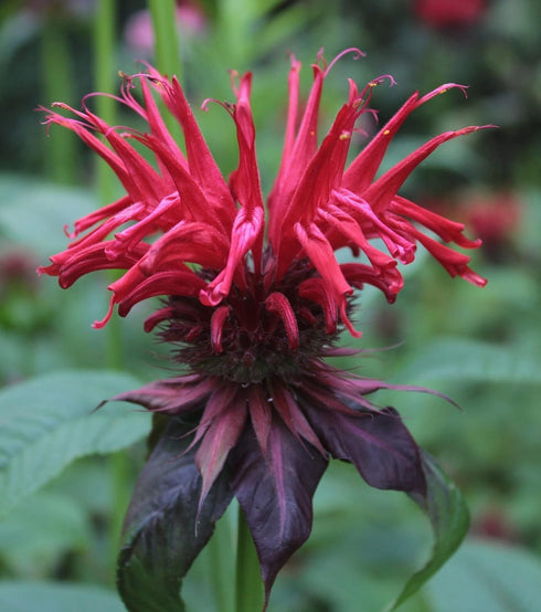 Wild Bergamot Petals – Pure Dried Natural Scarlet Beebalm Petals, 0.1oz/3g, Edible, Rare Tea Blend
