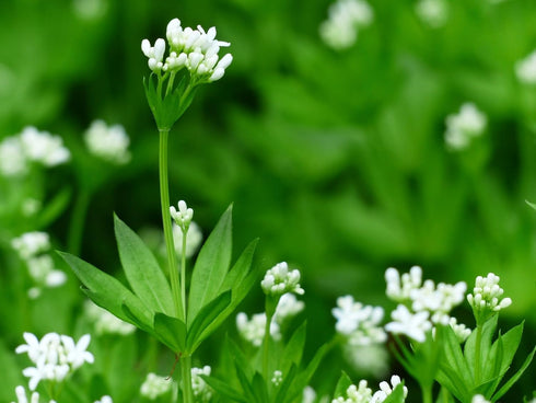Sweet Woodruff Herb - Natural Galium Odoratum, Dried Cut - Net Weight: 1oz/28g
