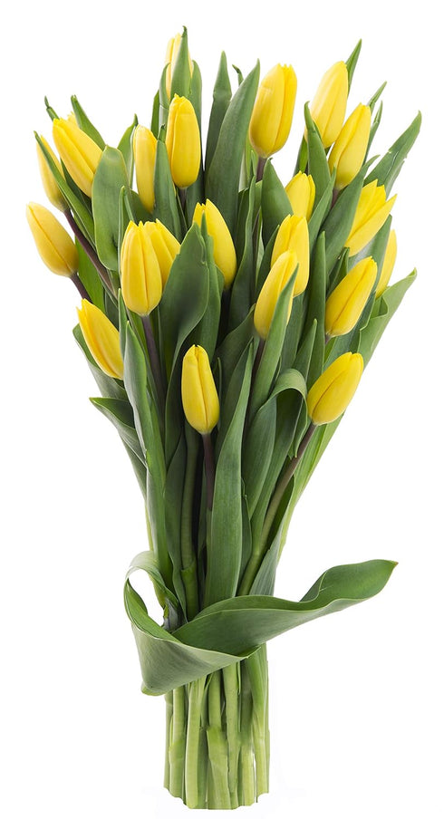 Blooms2Door PRIME NEXT DAY DELIVERY - 20 Yellow Tulips .Gift for Birthday,