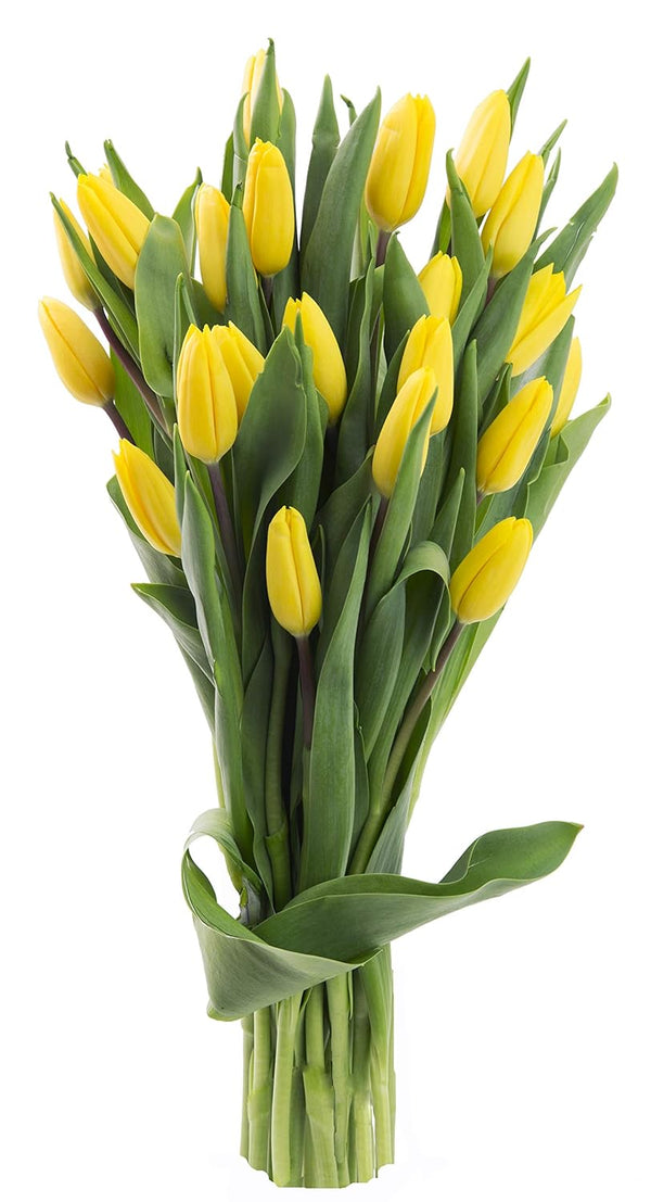 Blooms2Door PRIME NEXT DAY DELIVERY - 20 Yellow Tulips .Gift for Birthday,