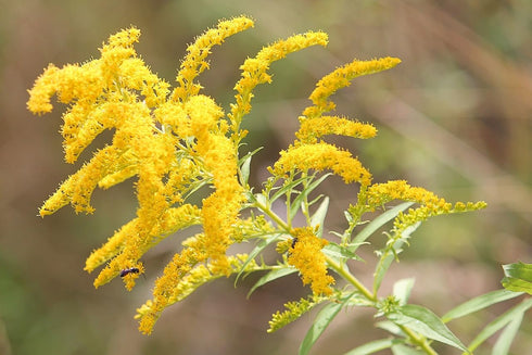 1.05oz/30g Goldenrod Tea Herb - Natural, Cut & Dried Solidago Virgaurea - Net Weight: