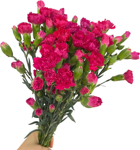 19 dark pink mini Carnations Hydroponic Flower Arrangement Gifts for home decoration birthdays anniversaries healing