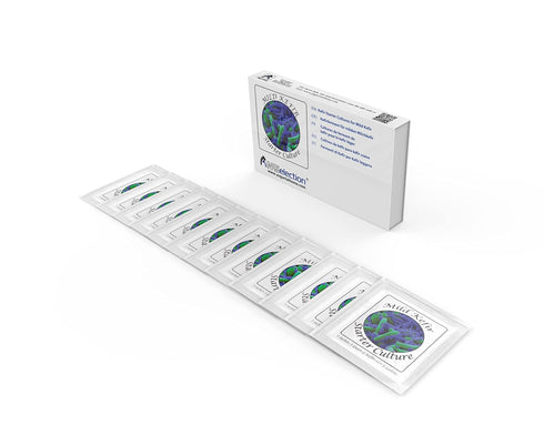 Kefir Starter Cultures - Pack of 12 Freeze-Dried Culture Sachets for Creamy Mild Milk Kefir