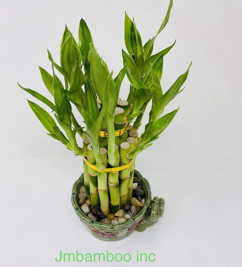 JM BAMBOO 2-Tier-Lucky jmbamboo - Bamboo- Elephant-vase- Best Gift