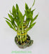JM BAMBOO 2-Tier-Lucky jmbamboo - Bamboo- Elephant-vase- Best Gift