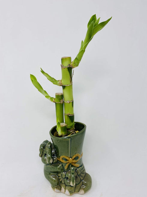 JM BAMBOO Lucky Bamboo in Mini Elephant Vase -JMBamboo