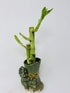 JM BAMBOO Lucky Bamboo in Mini Elephant Vase -JMBamboo