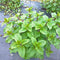 TANKDA Sets 2 Live Mint Plants Herb in 3.5" Pot, Fresh Orange