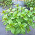 TANKDA Sets 2 Live Mint Plants Herb in 3.5" Pot, Fresh Orange