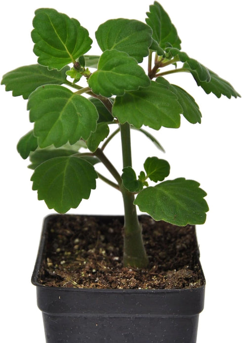 3" (2.6x3.5) Plectranthus Ernstii Caudex, Bonsai Mint, Caudex, Caudiciform Plectranthus, Spurflower, Upright Plant