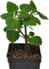 3" (2.6x3.5) Plectranthus Ernstii Caudex, Bonsai Mint, Caudex, Caudiciform Plectranthus, Spurflower, Upright Plant