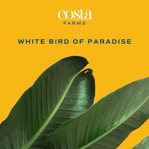 2-3 Costa Farms White Bird of Paradise, Large Live Indoor Plant, Feet Tall Houseplant in Live Plant Pot, Strelitzia
