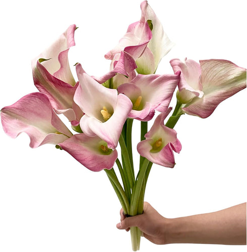 10 Next-day delivery Calla Lilies Fresh Cut Flowers Bouquet Prime Delivery Gifts for Birthday Anniversary Friendship