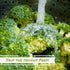 8 Oz Gourmet Dried Broccoli Dices by Its Delish, Bulk| Vegan and Kosher Dried Vegetables for Convenient Meals