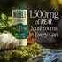 12 OZ., 12 Pack Noble Elixirs Mint & Honey Prebiotic Soda, All-Natural Nootropic Drink with USDA Organic Lions Mane