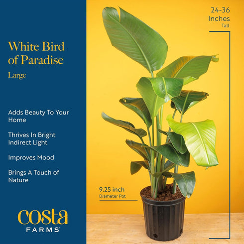 2-3 Costa Farms Live White Bird of Paradise Plant, Large Foot Tall Indoor Tropical Tree, Strelitzia nicolai, Natural
