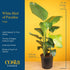 2-3 Costa Farms White Bird of Paradise, Large Live Indoor Plant, Feet Tall Houseplant in Live Plant Pot, Strelitzia