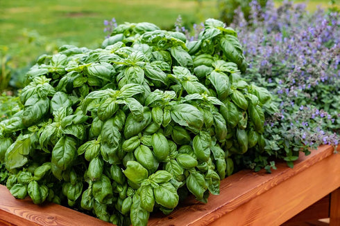 Generic (1 Lb) Fresh Sweet Basil Fragrant, Flavorful, and Farm-Harvested
