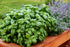 Generic (1 Lb) Fresh Sweet Basil Fragrant, Flavorful, and Farm-Harvested