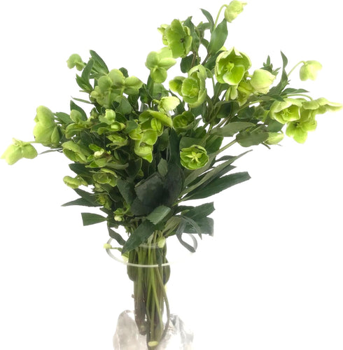5 Next day delivery Green Eranthis Fresh Cut Flowers Hydroponic Flower Arrangement Long Flowering Period