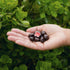 3.4 OZ Tru Fru Hyperdried Strawberry in Dark Chocolate