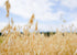 1-Minute 100% Food to Live Organic Quick Cooking Rolled Oats Non-GMO, Oatmeal, Whole Grain, Thin Flakes, Uncooked