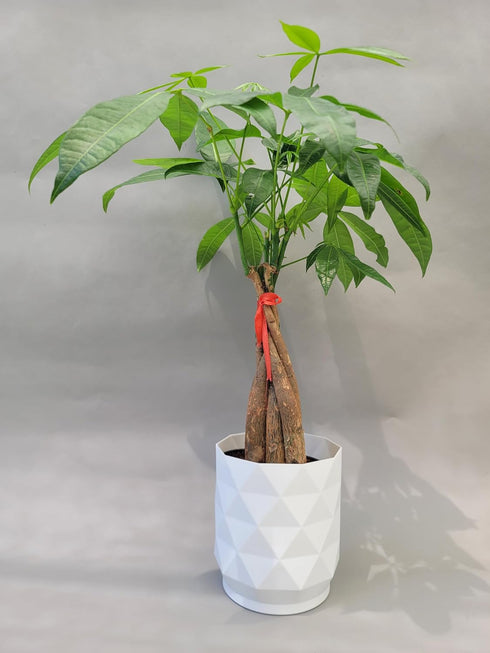 Braided Chinese Money Tree Live Plant - Now Available in Geometric Self-Watering Planter - Pachira Aquatica - Live