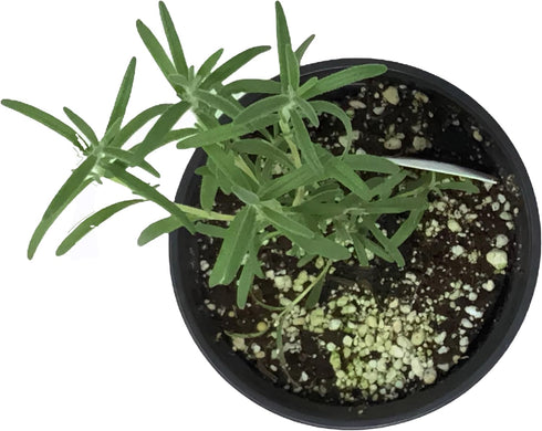 Generic 4 FlowerPotNursery ARP Rosemary Rosmarinus officinalis Pot