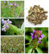 Zunhai Food 2.0oz Dried Whole Self Heal Herbs, Natual Pure Self Heal