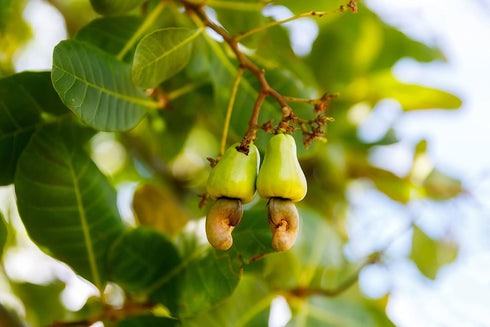 8 Food to Live Organic Cashew Pieces, Ounces - Non-GMO, Kosher, Vegan, Unsalted, Unroasted, Bulk