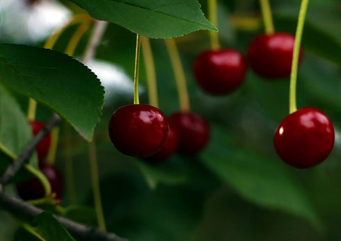 2 Food to Live Sun-Dried Dark Sweet Cherries, Pounds Unsweetened Whole Raw Pitted Fruits, Unsulfured, No Added Oil