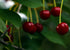 2 Food to Live Sun-Dried Dark Sweet Cherries, Pounds Unsweetened Whole Raw Pitted Fruits, Unsulfured, No Added Oil