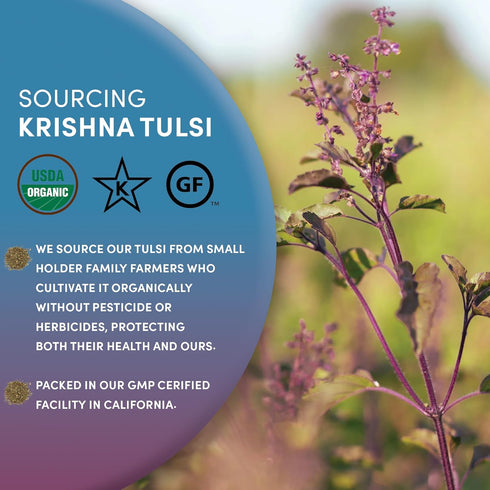 Worldwide Botanicals Organic Holy Basil Tea, 8oz - Tulsi Krishna, Loose Leaf Premium Herbal Tea, 100% Pure Tulsi