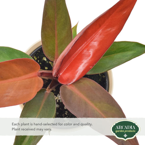 Arcadia Garden Products 4-inch, Live Sun Red Philodendron Rare Indoor Houseplant in Plastic Pot, Tropical Plant