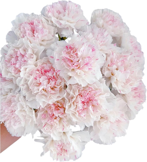 38 Fresh Cut Flowers Yukarri cherry Carnations Stems Hydroponic Flower Arrangement Gifts for home decoration birthdays