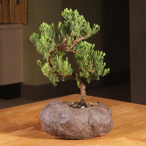 5 6 10 Inches Brussel's Bonsai Live Green Mound Juniper Bonsai Tree - Medium, Year, to - Outdoor Bonsai Tree Live
