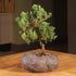5 6 10 Inches Brussel's Bonsai Live Green Mound Juniper Bonsai Tree - Medium, Year, to - Outdoor Bonsai Tree Live