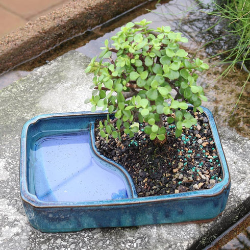 4 8 12 Inches Brussel's Bonsai Live Dwarf Jade Bonsai Tree, Indoor - Medium, Years Old, to Tall - Jade Tree
