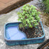 4 8 12 Inches Brussel's Bonsai Live Dwarf Jade Bonsai Tree, Indoor - Medium, Years Old, to Tall - Jade Tree
