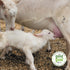 The Good Goat Milk Company 14oz New Zealand Full Cream Goat Milk Powder (Natural)